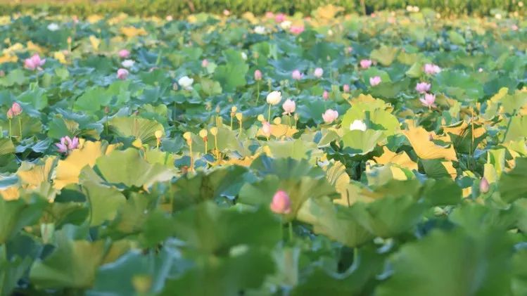 邬立朋家人的关系_家朋旅游攻略_安徽家朋油菜花攻略