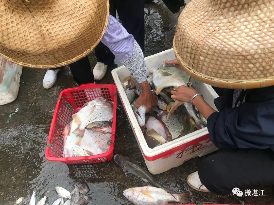 硇洲岛旅游攻略_自助游涠洲岛_攻略涠洲岛