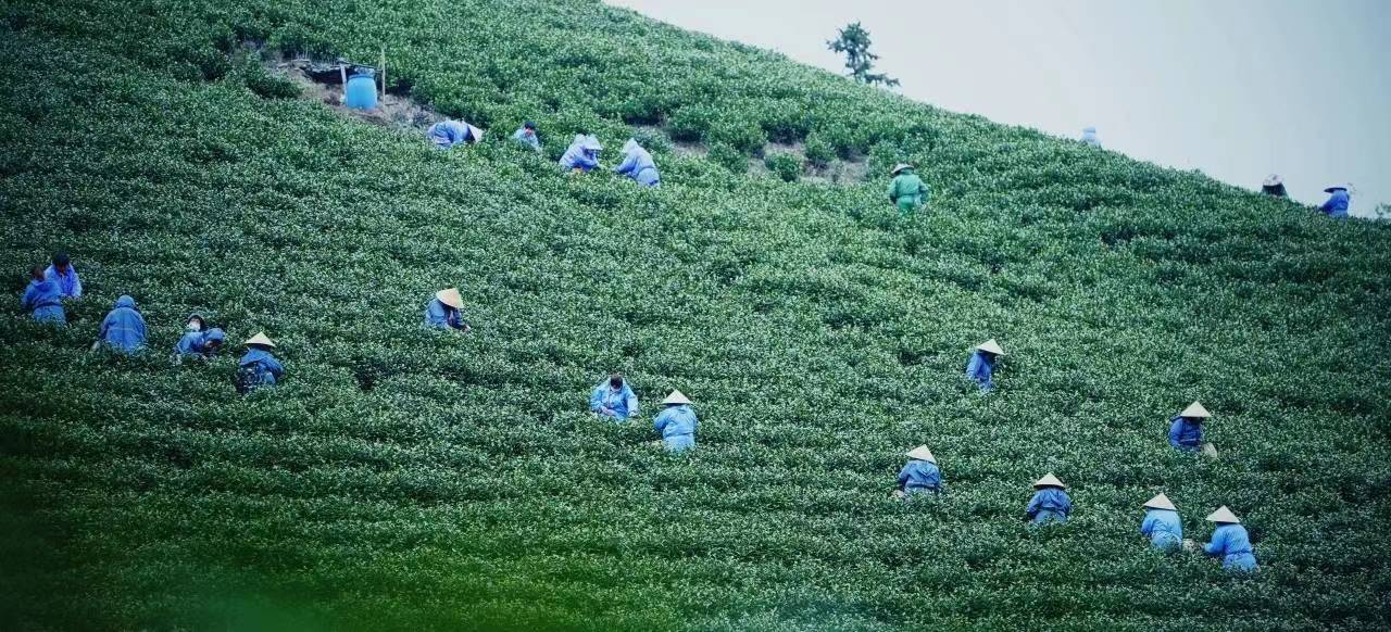 介绍国外旅游的节目_中央电视台董主持人董卿_中央电视台董聊