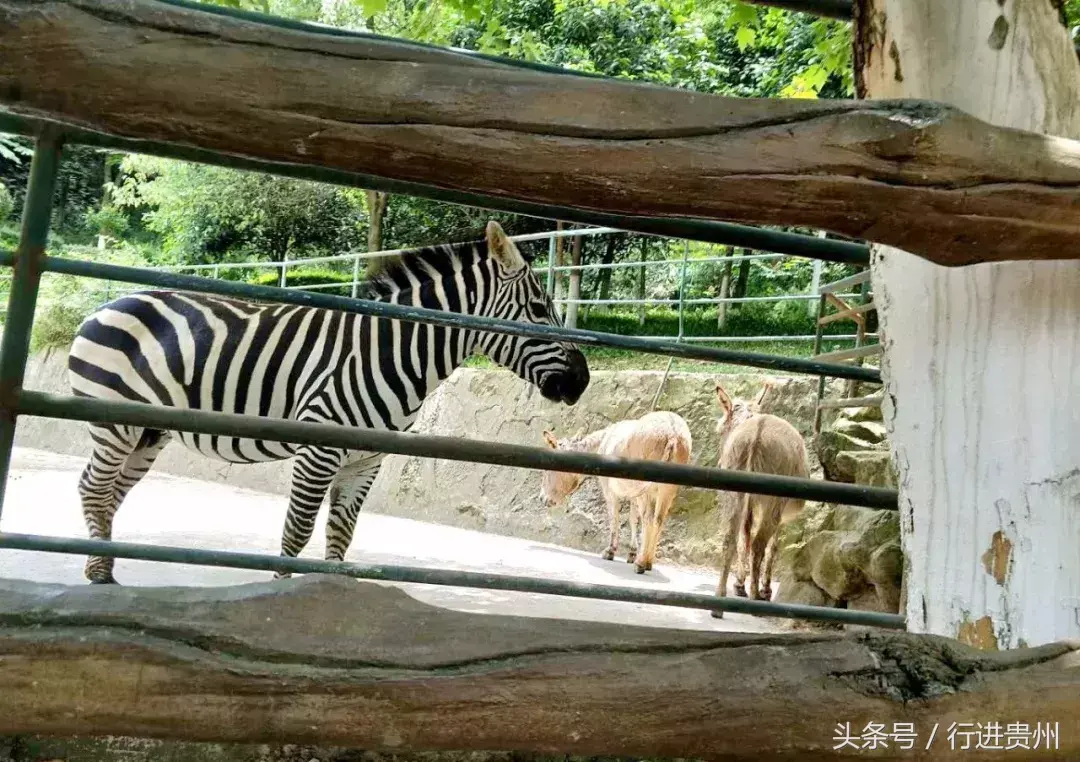 遵义攻略旅游景点_遵义攻略旅游的地方_遵义旅游攻略