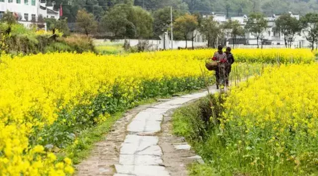 广州到三清山婺源旅游攻略_景德镇到婺源的旅游攻略_北京到婺源旅游攻略