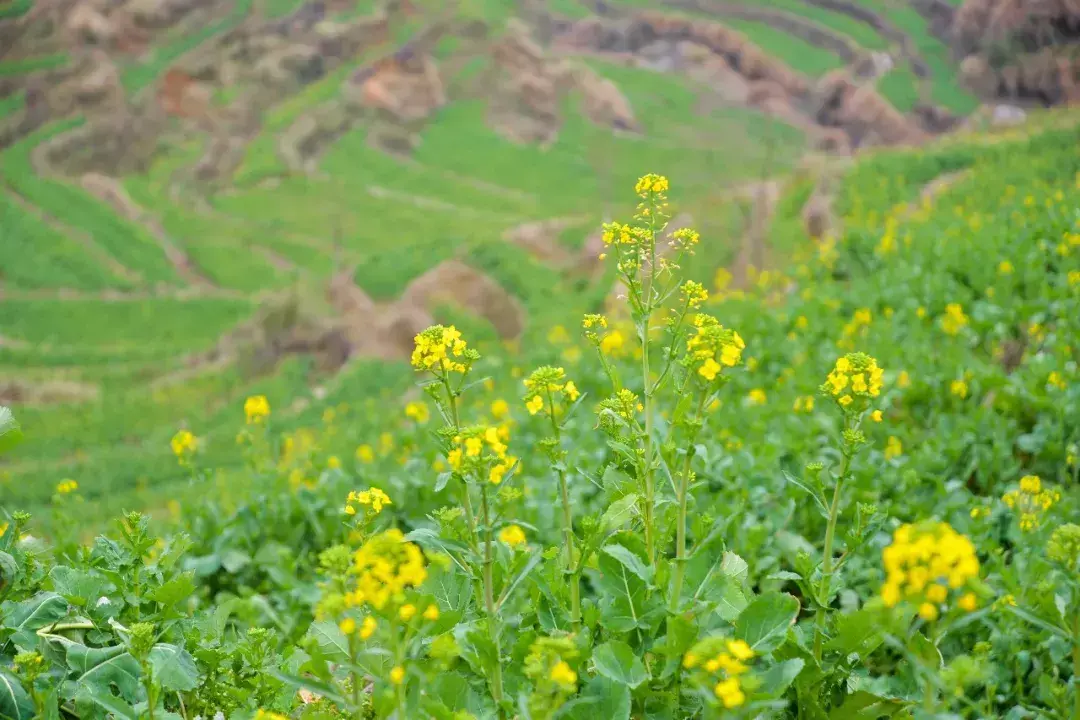 景德镇到婺源的旅游攻略_北京到婺源旅游攻略_广州到三清山婺源旅游攻略