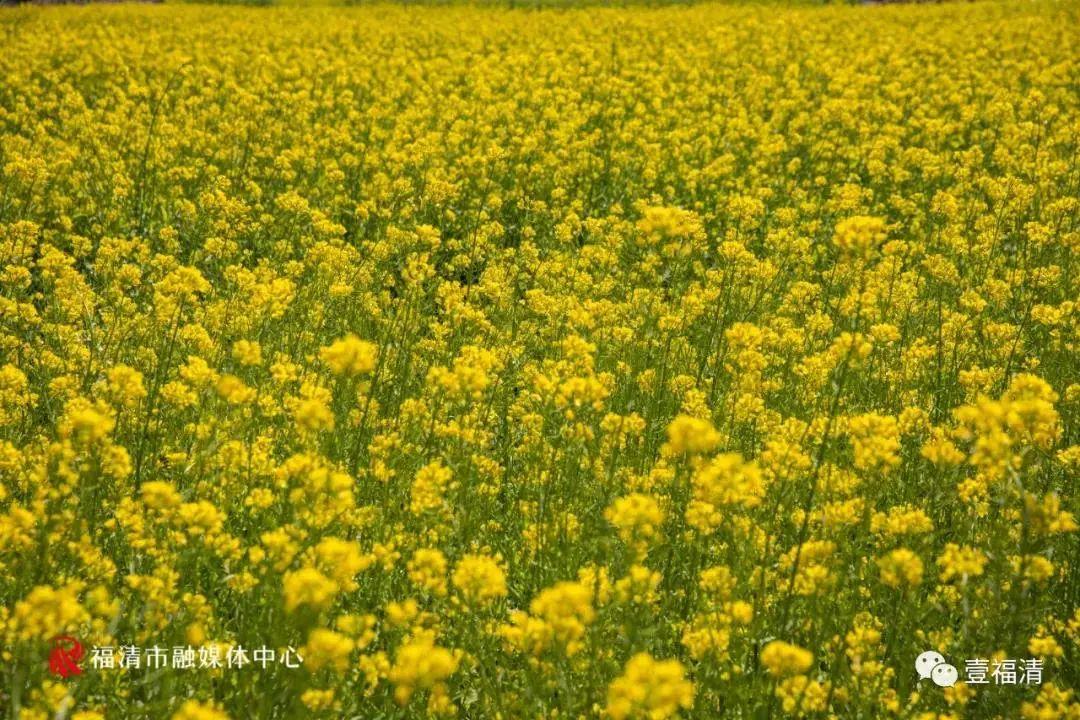 福州婺源一日游_福州攻略婺源旅游到哪里_福州到婺源旅游攻略