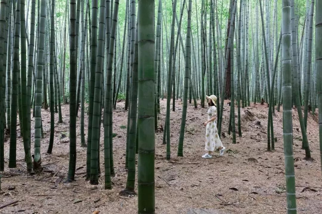 蜀南竹海到成都直通车_成都到属南竹海_成都到蜀南竹海旅游攻略