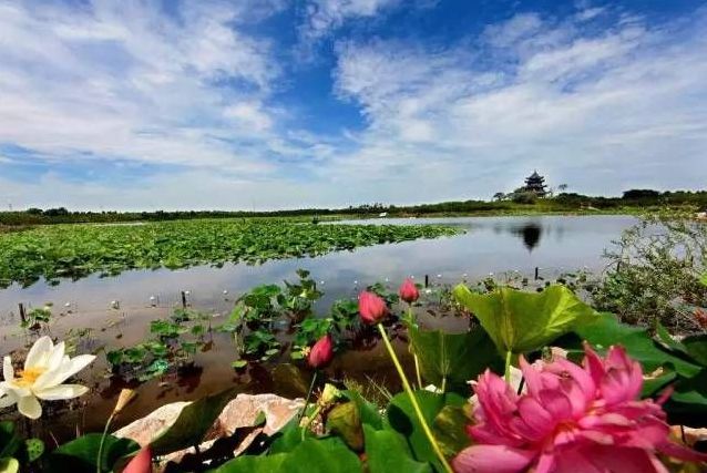 中华桂花博览园游玩攻略_桂花观光园_中华桂花文化园