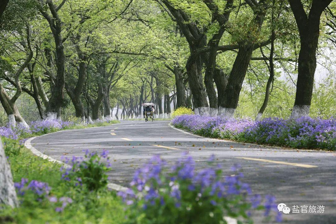 盐官旅游攻略_盐官有啥好玩的_盐官古镇一日游作文