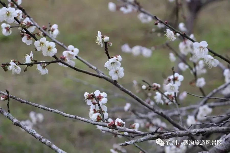 广西来宾附近旅游_广西来宾旅游攻略_广西巴马旅游攻略