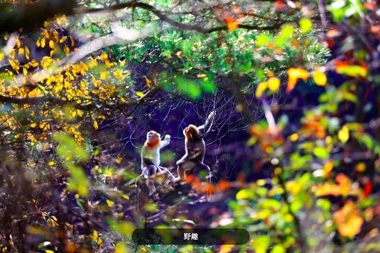 自驾五台山旅游攻略_自驾武当山旅游攻略_自驾重庆到峨眉山旅游攻略