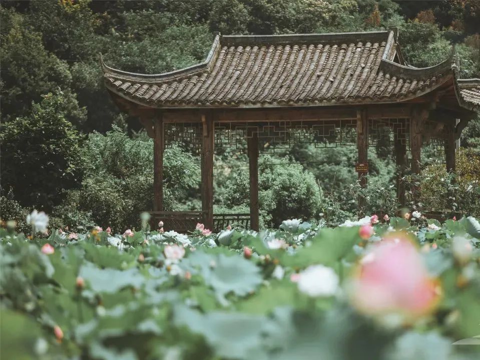 荻浦村门票_荻浦村旅游攻略_荻浦村导游词