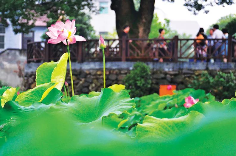 荻浦村旅游攻略_荻浦村好玩吗_荻浦村导游词