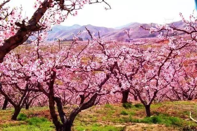 长沙到凤凰旅游攻略_大连到丹东凤凰山旅游攻略_丹东市内到青山沟旅游攻略