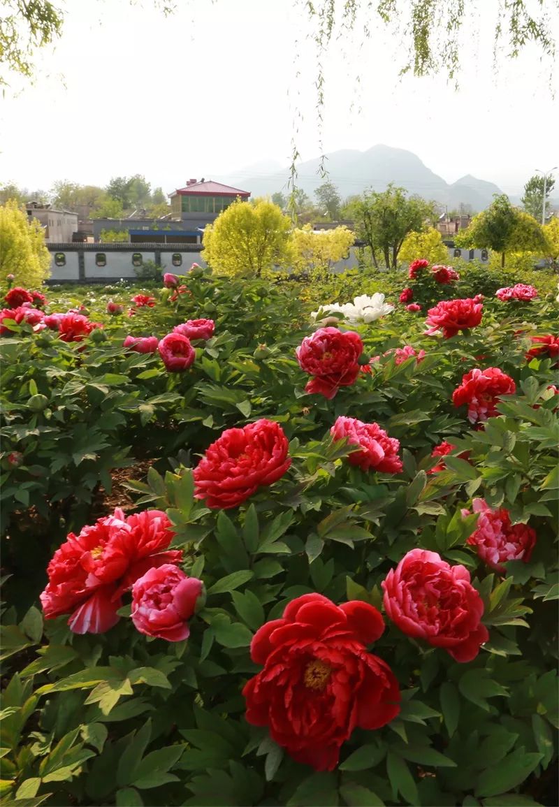 狼牙山旅游攻略_海坨山旅游攻略_河南神农山旅游攻略