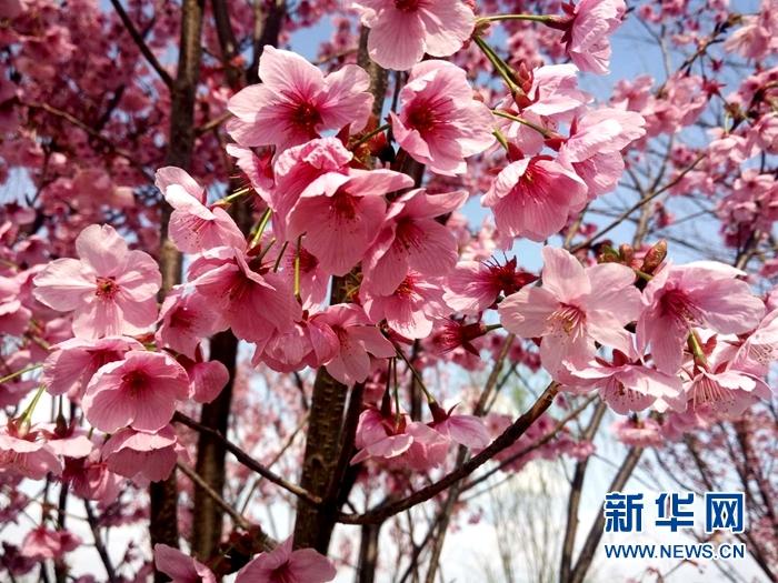 3月16日第二届眉山樱花节即将在樱花博览园开幕