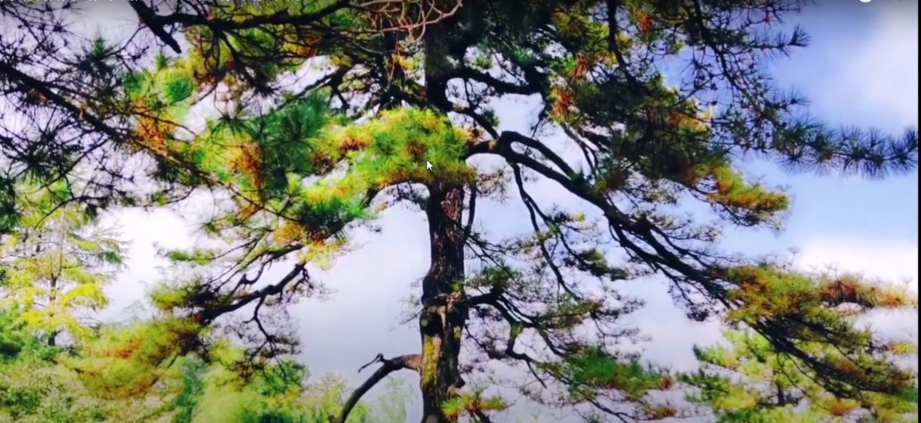 黄山宏村旅游攻略_黄山九华山旅游攻略_九华天池风景区旅游攻略