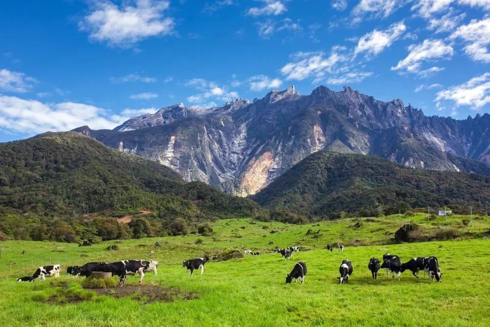 马来西亚山打根旅游攻略_亚庇到山打根_沙巴州山打根中文地图