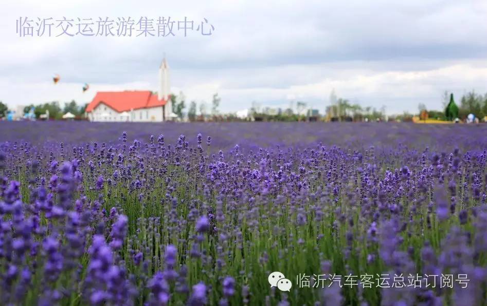 青岛极地海洋在哪里_青岛极地海洋世界游玩攻略_青岛极地海洋世界旅游路线