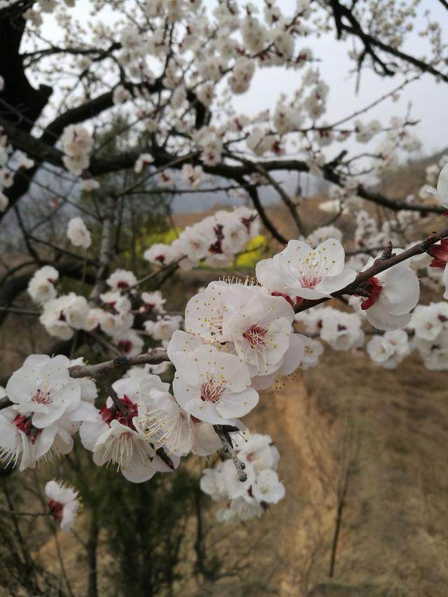 好玩景点荥阳有哪些_荥阳景点_荥阳好玩的景点