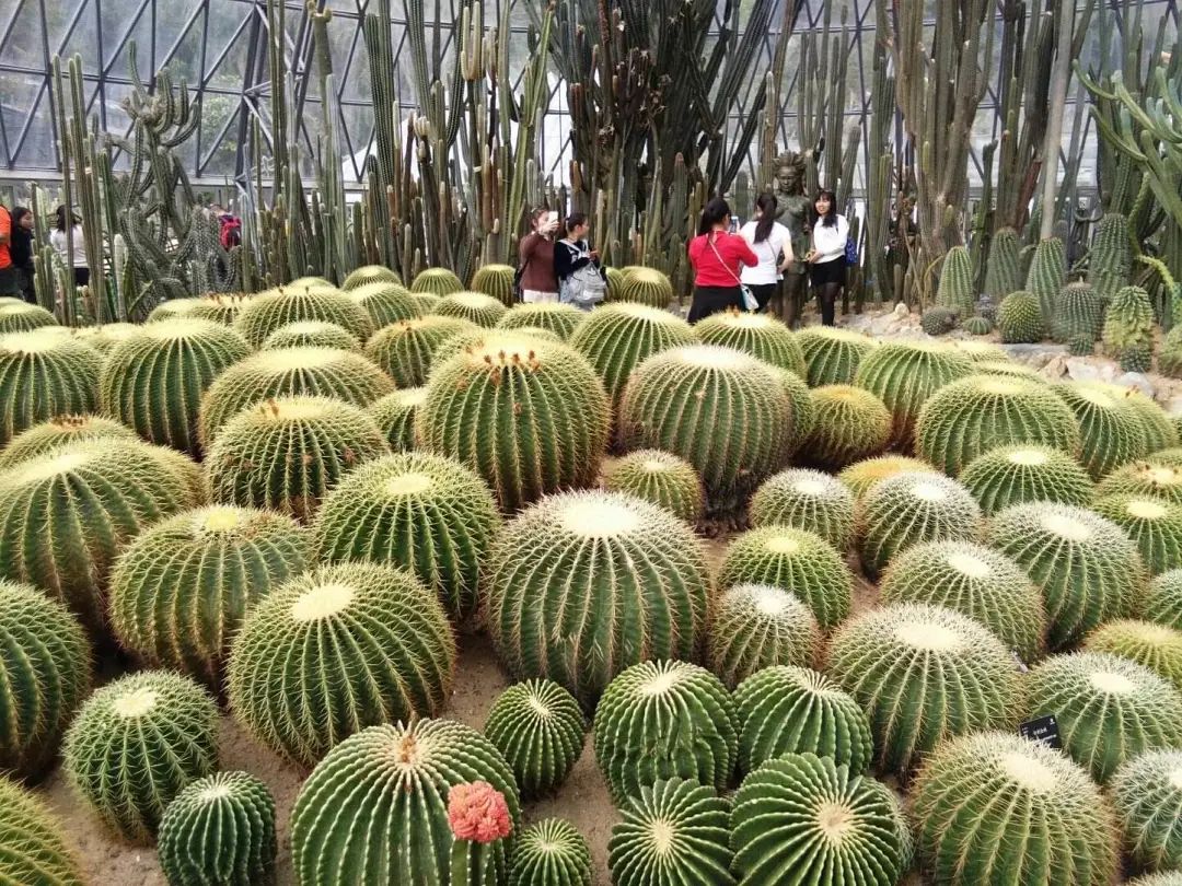 深圳好玩景点推荐_深圳好玩的景点_好玩景点深圳排名