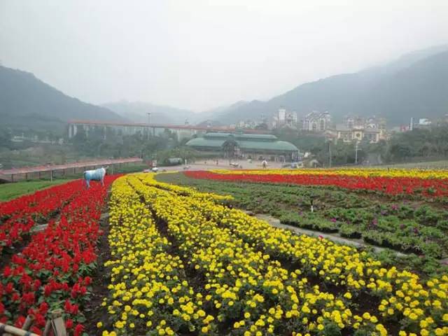 深圳好玩的景点_好玩景点深圳的地方_好玩景点深圳有哪些