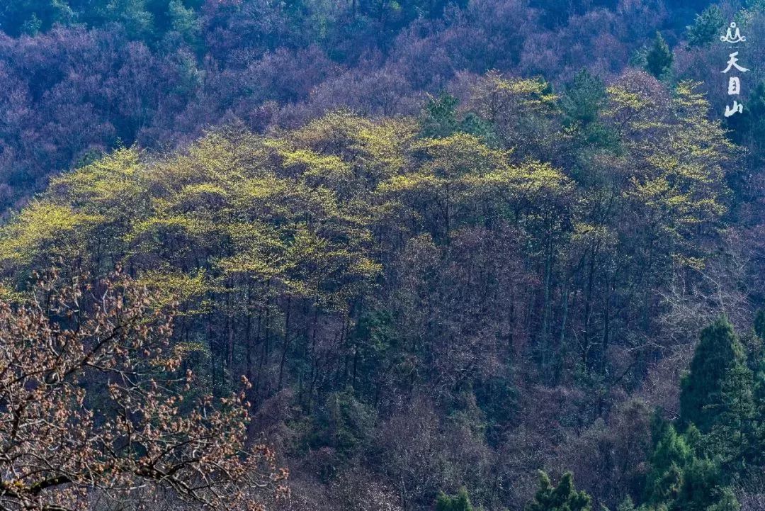 浙江大明山二日游攻略_浙江大明山旅游风景点_浙江大明山旅游攻略