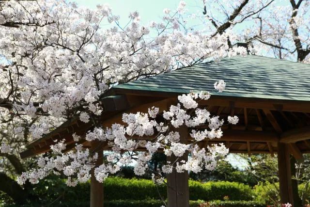 日本九州福冈旅游攻略_日本福冈旅游_日本福冈邮轮旅游攻略