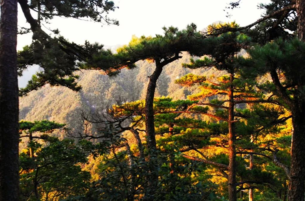 岳西明堂山旅游攻略_岳西的明堂山_岳西明堂山风景区门票多少钱