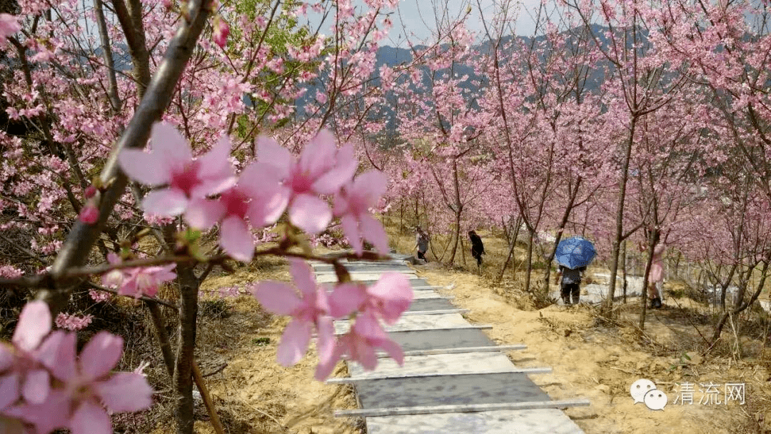 长白山景区攻略_春节长白山旅游攻略_长白山春季旅游攻略