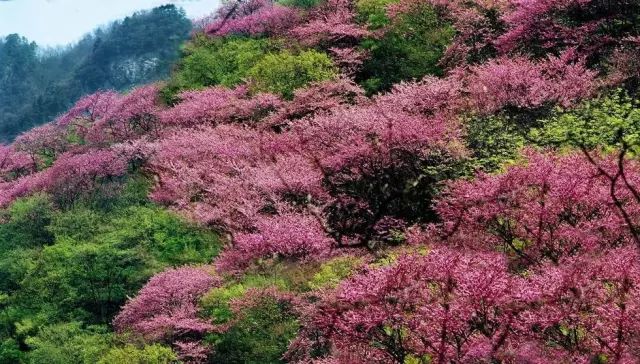 陕西黄陵县黄帝陵_陕西黄帝陵旅游攻略