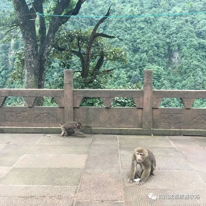 冬季四川峨眉山旅游攻略_峨眉山冬季徒步_四川省峨眉山景区冬季旅游