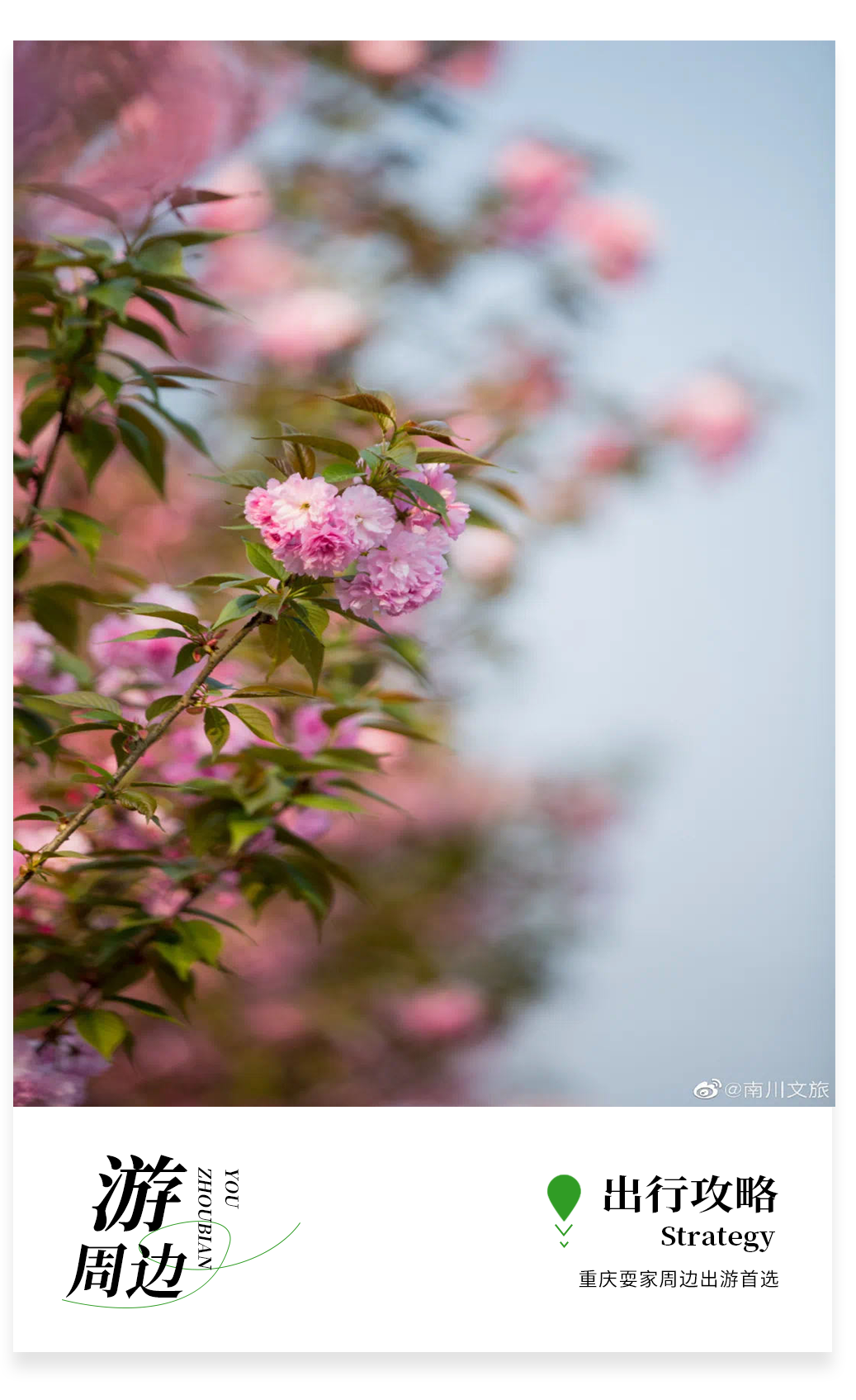 藏在铜梁的西郊花语悠游谷，不为别的就为了这片玫瑰岛花海！