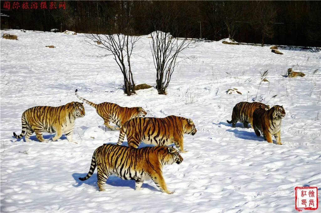 长春去雪乡路线_长春到雪乡旅游攻略_长春去雪乡旅游攻略