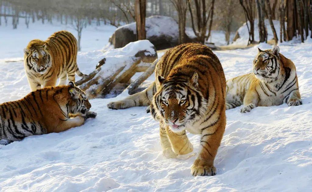 长春到雪乡旅游攻略_长春去雪乡路线_长春去雪乡旅游攻略