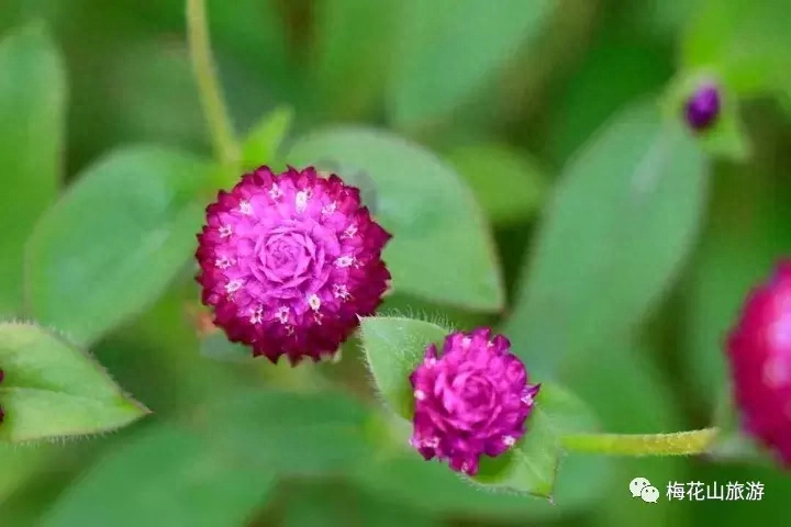 丹东黄椅山旅游攻略_天宫山旅游攻略_嵊山枸杞岛旅游攻略