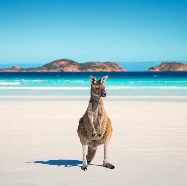 澳洲海岸_澳洲黄金海岸旅游攻略_澳洲黄金海岸景点