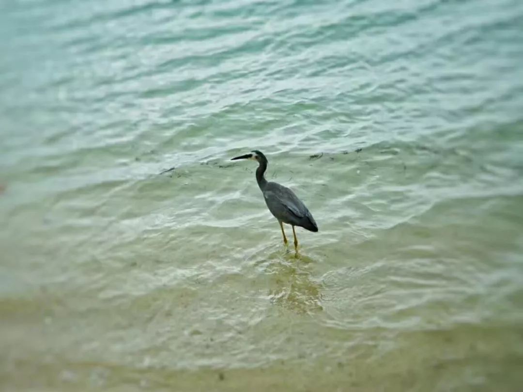 到斐济楠迪旅游攻略_到斐济旅游需要多少钱_斐济旅游路线