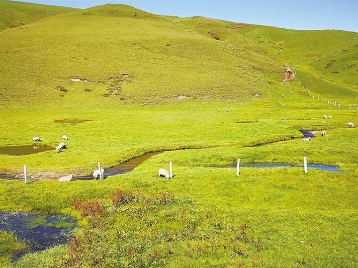 云南会泽大海草山旅游攻略_会泽大海草山旅游攻略_会泽大海草山自驾一日游