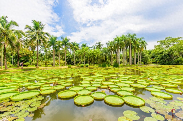 勐仑植物园旅游攻略_勐仑植物园一日游_勐仑植物园游记