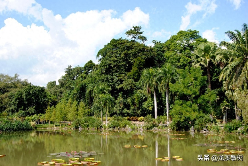 勐仑植物园旅游攻略_勐仑植物园本地人门票_勐仑植物园游记