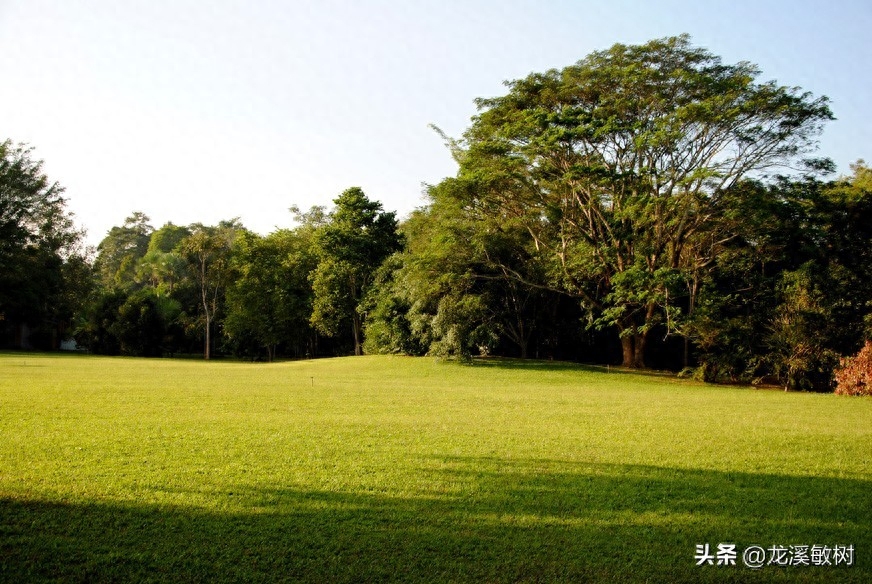 勐仑植物园旅游攻略_勐仑植物园游记_勐仑植物园本地人门票