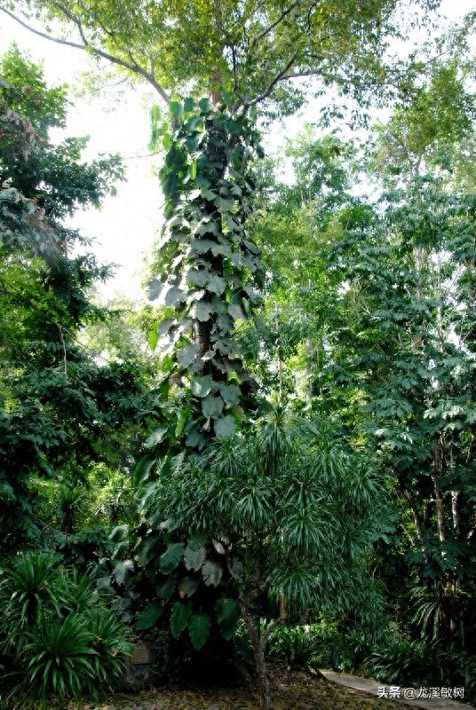 勐仑植物园旅游攻略_勐仑植物园游记_勐仑植物园本地人门票