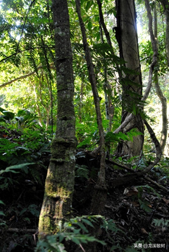 勐仑植物园旅游攻略_勐仑植物园本地人门票_勐仑植物园游记