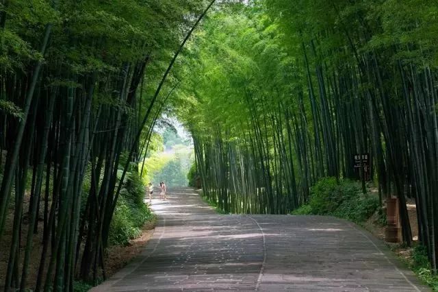 川南竹海景点_四川蜀南竹海门票多少钱_四川蜀南竹海旅游攻略