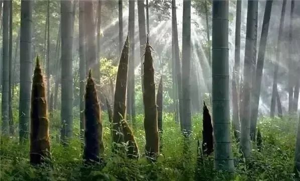 川南竹海景点_四川蜀南竹海旅游攻略_四川蜀南竹海门票多少钱