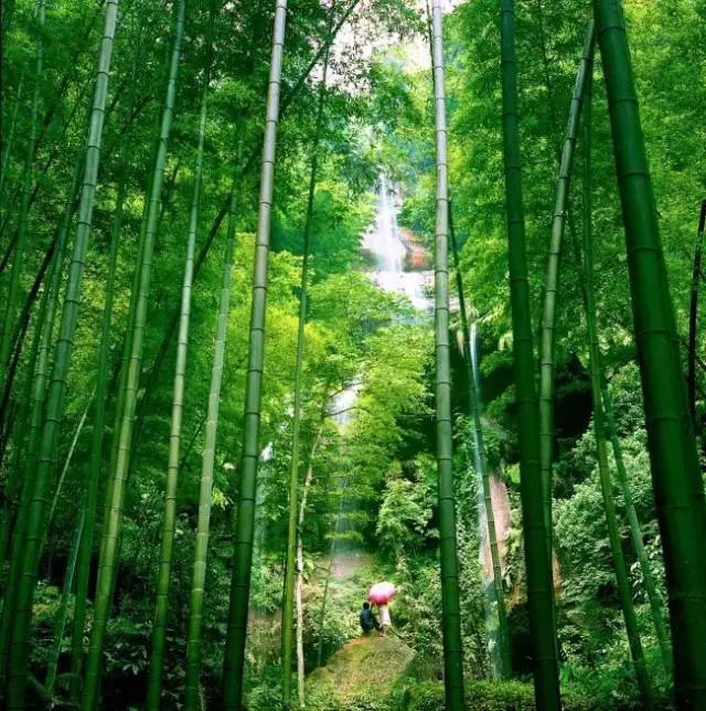 川南竹海景点_四川旅游景点蜀南竹海_四川蜀南竹海旅游攻略