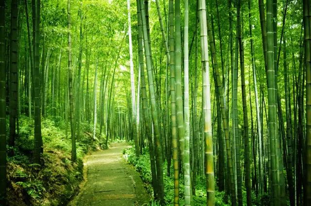 四川旅游景点蜀南竹海_四川蜀南竹海旅游攻略_川南竹海景点