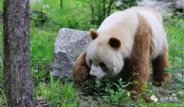 陕西南部有哪些好玩的地方_陕西南部旅游攻略_陕西南部古镇