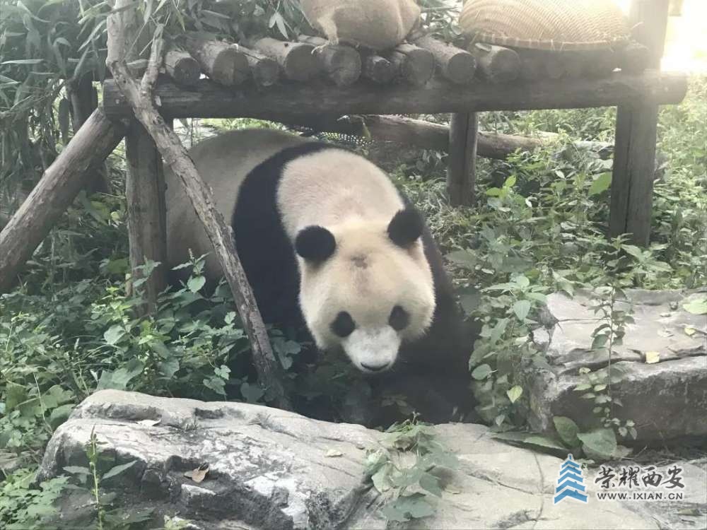 陕西南部旅游攻略_陕西南部有哪些好玩的地方_陕西南部古镇