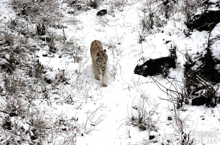 不畏寒冷大熊猫雪中“悠哉”吃午餐