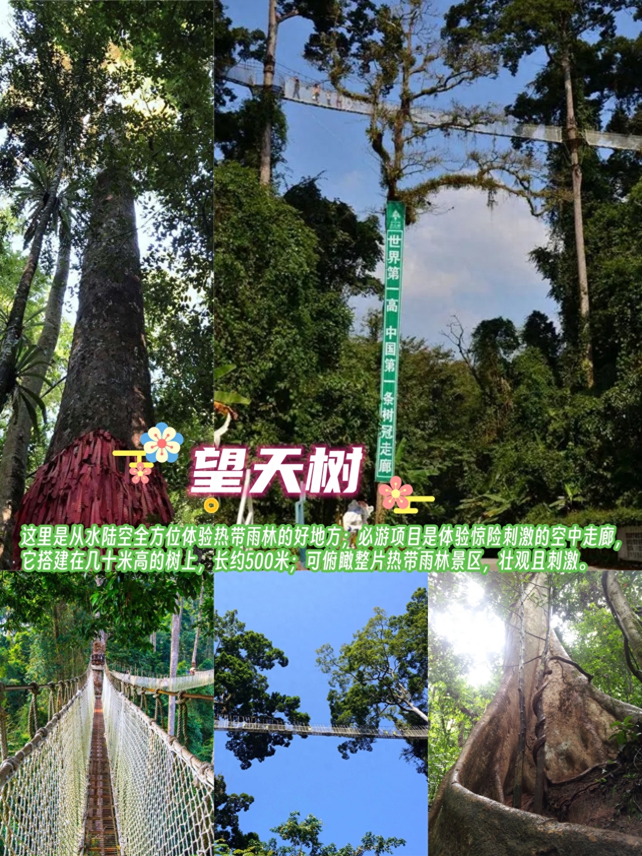 勐仑植物园旅游攻略_勐仑植物园一日游_勐仑植物园住宿