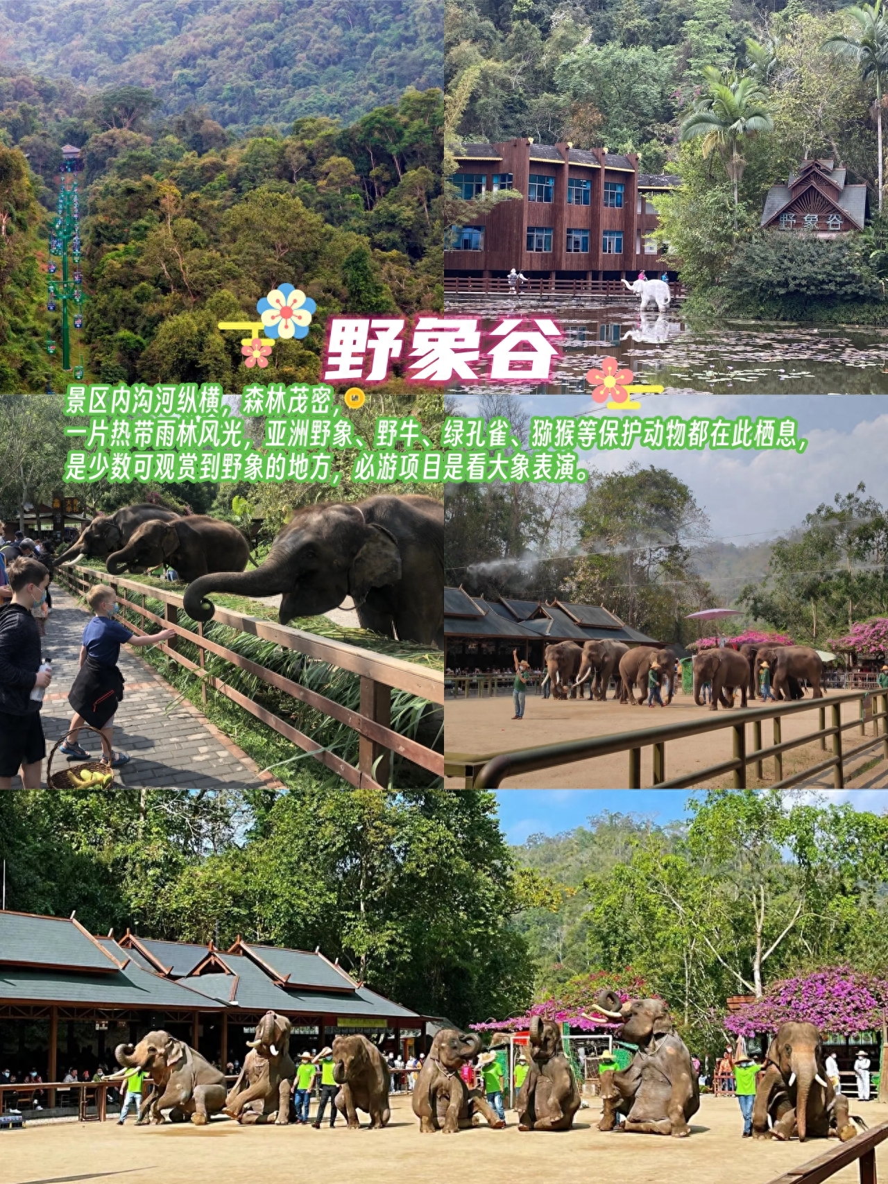 勐仑植物园旅游攻略_勐仑植物园住宿_勐仑植物园一日游